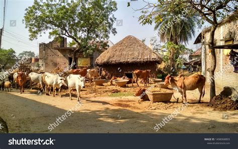 Glimpse Into What Rural Village Life Stock Photo 1498068893 | Shutterstock