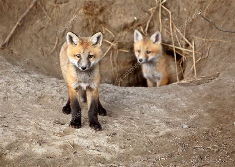 Two Red Fox pups outside their den — Stock Photo © pictureguy #4951208