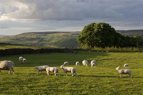 Sheep Grazing In Grassy Field by Nancy Honey