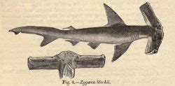 Winghead Shark | Eusphyra blochii | Shark Database