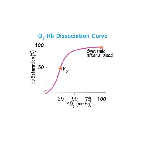 Physiology Glossary: Oxygen-Hemoglobin Dissociation Curve | Draw It to ...