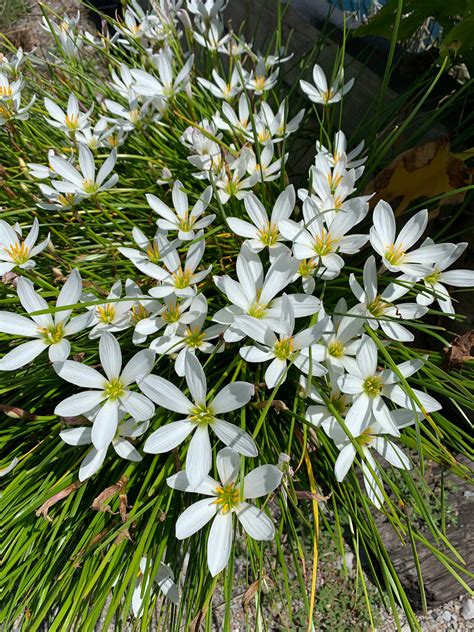 Zephyranthes candida – Mason House Garden