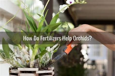 How to Fertilize Orchids - Everyday Orchids