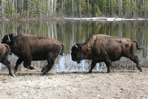 bison running - Google Search | Big animals, Buffalo pictures, North ...