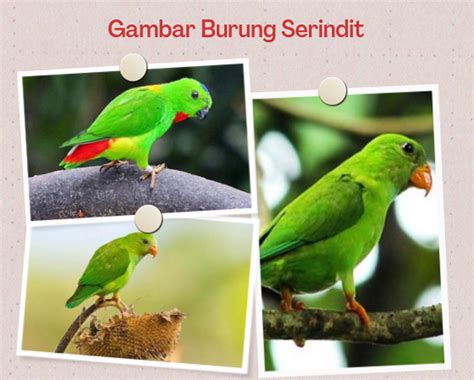 Gambar Burung Serindit Harga dan Jenis October 2023