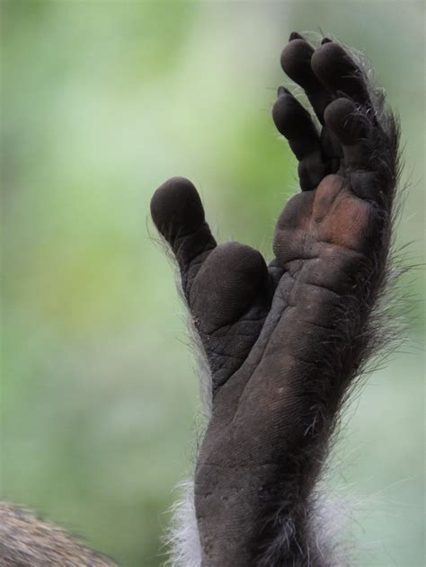 Monkey Hands and Feet | SIMILAR BUT DIFFERENT IN THE ANIMAL KINGDOM