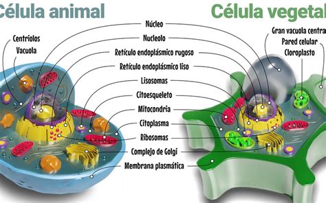 membrana plasmatica y pared celular - Hay Diferencia