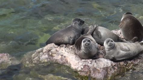 Baikal Seal, endemic to lake Baikal image - Free stock photo - Public ...