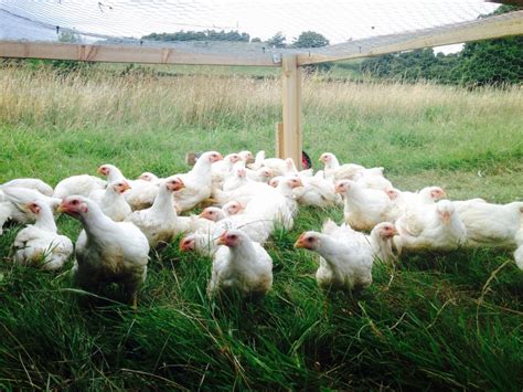 Why pasture-raised chickens need grain - Farm2Fork