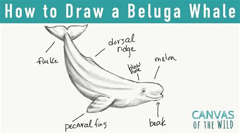 Day 5: How to Draw a Beluga Whale - YouTube