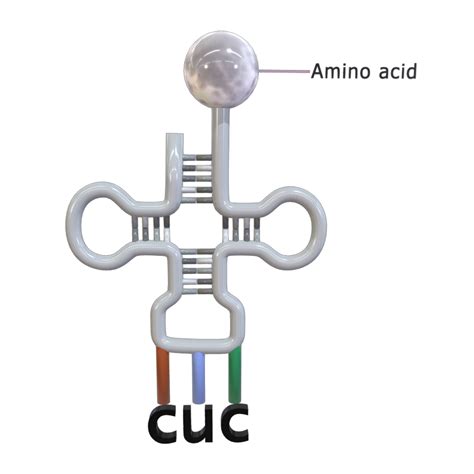 Simple Trna Anticodon