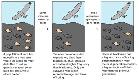 Unit 2-3: Mechanisms of Evolution and Natural Selection – The Biology Classroom