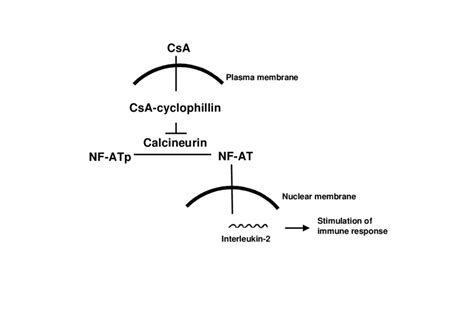 Main mechanism for the immunosuppressive action of cyclosporine. CsA ...