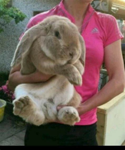 Baby Giant French lop rabbits | in Port Talbot, Neath Port Talbot | Gumtree