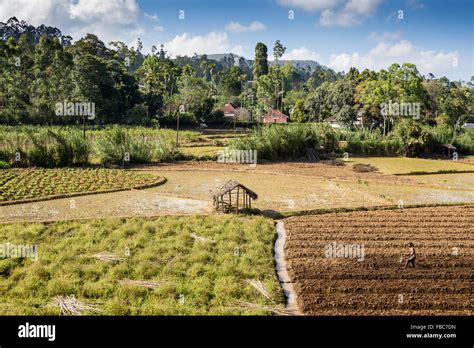 Intensive subsistence farming near Ella, Sri Lanka, Asia Stock Photo ...