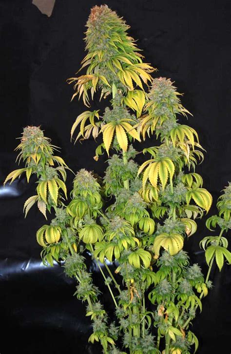 7 Common Problems in the Marijuana Flowering Stage That Ruin Your Yields | Grow Weed Easy