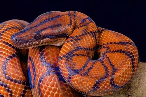 12 Striking Amazon Rainforest Snakes • I Heart Brazil