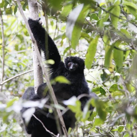 WILDLIFE MADAGASCAR