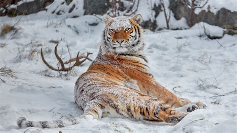 Wallpaper ID: 630295 / animals, snow, winter, snow covered, big cats, tiger, nature, 1080P ...