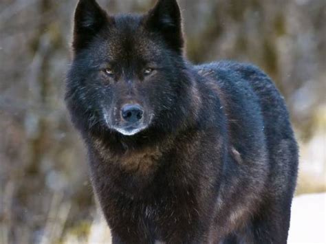 Prince of Wales trappers report 68 wolves taken in 2020