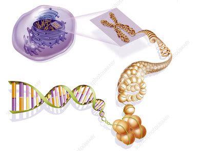 DNA Compaction - Stock Image - C018/2711 - Science Photo Library