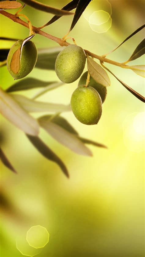 🔥 Download Phone Olive Wallpaper Full HD Pictures by @jennal33 | Olive ...