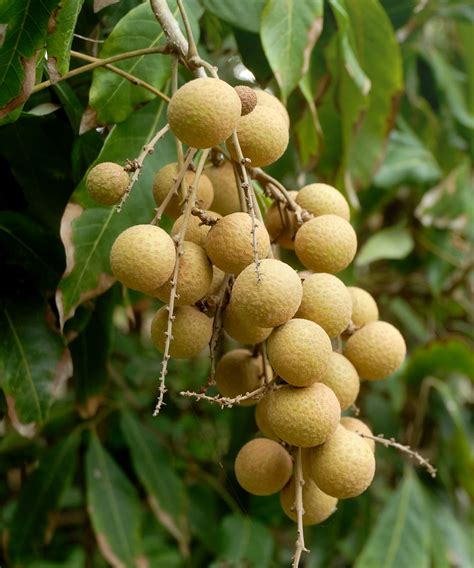 Dimocarpus longan, Longan Edible Fruit Tree | PlantVine