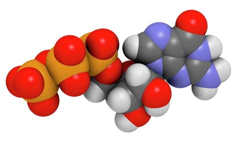 Guanosine Triphosphate Molecule Photograph by Molekuul | Fine Art America