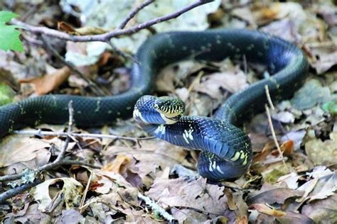 The 4 Kingsnakes in North Carolina (Pictures) - Reptile Jam