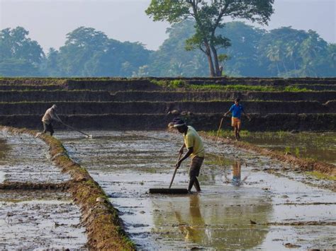 Experience the Yala Season of Organic Paddy Farming at Jetwing ...