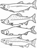 Free Printable Fish Coloring Pages For Kids sketch template