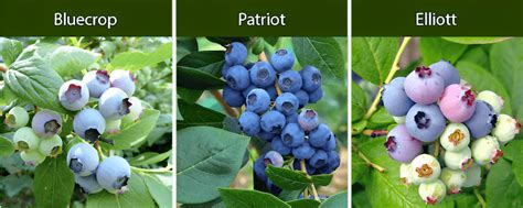 Blueberries: A Must Have for Every farm and Garden