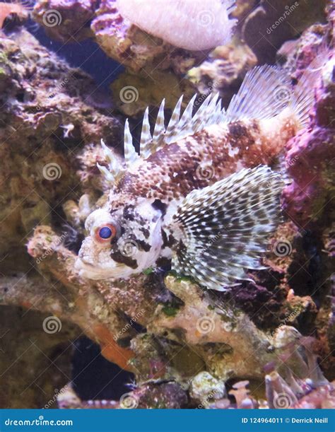 A Venomous Scorpion Fish, or Lionfish, Maui, Hawaii Stock Image - Image ...