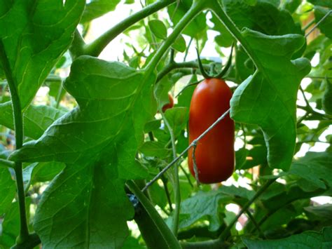 How to Grow and Care for San Marzano Tomato Plants | Dengarden