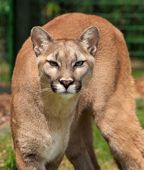 Free photo: Cougar, Mountain Lion - Free Image on Pixabay - 275945