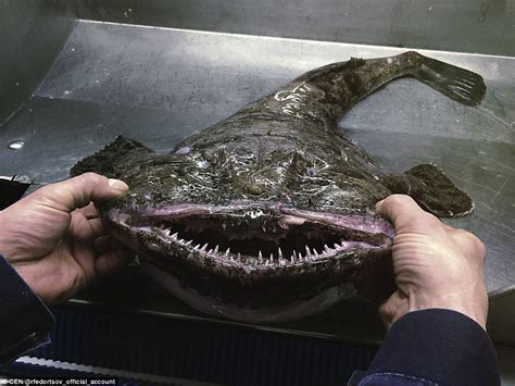 Russian marine scientist shares the world's freakiest fish | Daily Mail ...