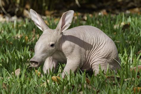 Info About Aardvark That You Probably Didn’t Know – Page 2 – Animal Encyclopedia