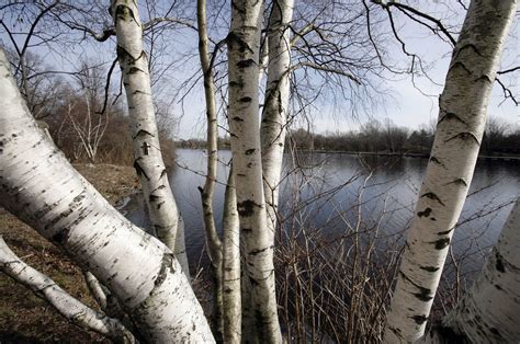 Stealing Birch From Northern Wisconsin Forests Is 'New Trend' - WPR