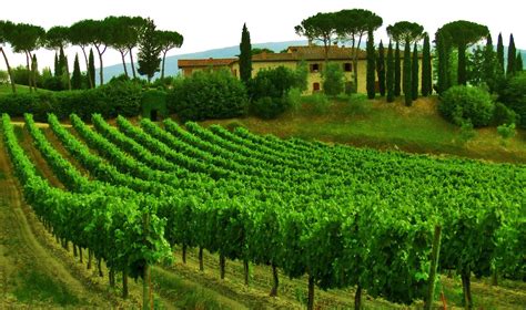 Tuscan Vineyard Wallpapers - 4k, HD Tuscan Vineyard Backgrounds on ...