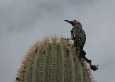 Desert Duets: Gila Woodpecker Resources