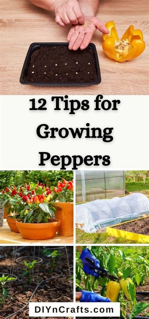 12 Tips for Growing Peppers to Maximize Your Harvest | Growing peppers, Stuffed peppers, Edible ...