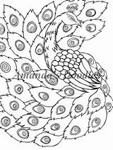 Peacock Coloring Page sketch template