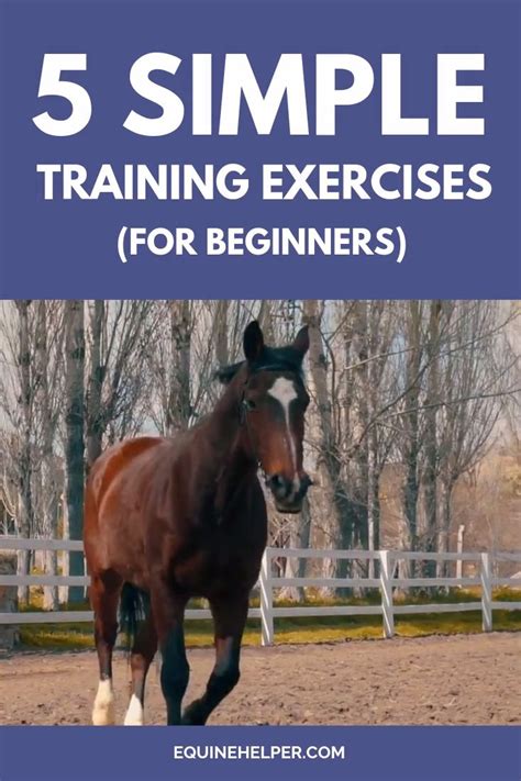 5 Simple Horse Training Exercises For Beginners [Video] | Horseback ...