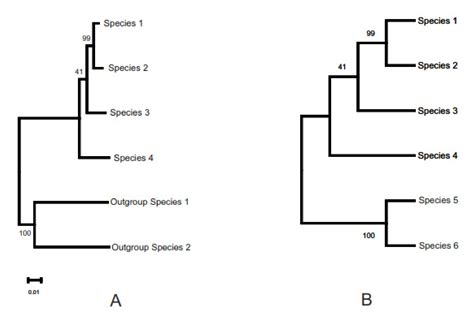 Phylogenetic Tree Of Life