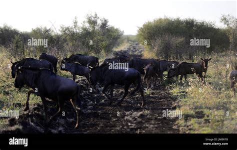 Madikwe Game Reserve Stock Photo - Alamy