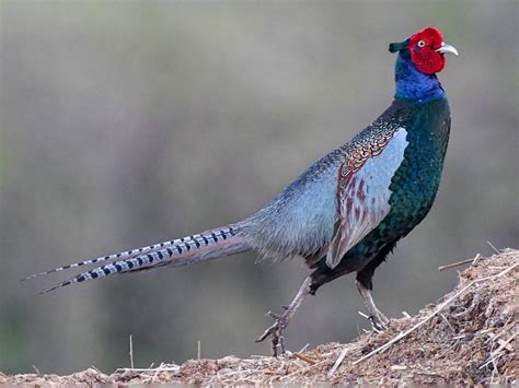 Ring-necked Pheasant (Green) - eBird