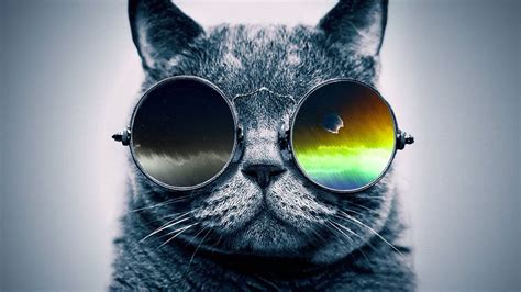 A cat with swag xD | Gato con gafas, Gato con lentes, Fotografía animal