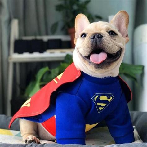 30+ Super Cute Halloween Costumes for French Bulldogs - Hey, Djangles. | Bulldog halloween ...