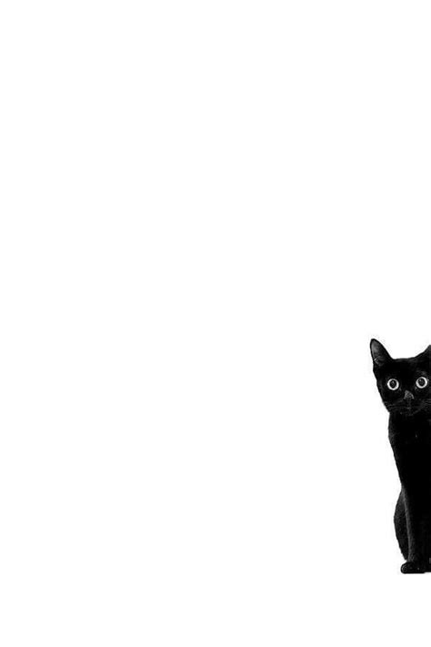 Aesthetic Minimalist Cat Wallpaper - Best Cat Wallpaper