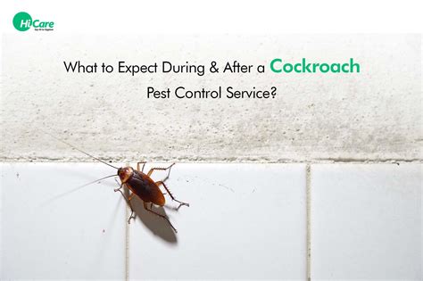 What to Expect During and After Cockroach Pest Control Treatment